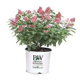 093474140549 PROVEN WINNER Fire Hydrangea Rich Pink Creamy