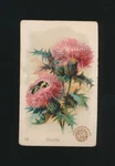 1889 J16 Church & Co Arm Hammer Beautiful Flowers -#48 Thistle. Fixed Price $6.99.