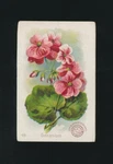 1889 J16 Church & Co Arm Hammer Beautiful Flowers -#49 Geranium. Fixed Price $6.99.