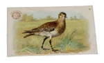 Vintage Arm & Hammer Church Co American Golden Plover Card #6 Game Bird Series. Fixed Price $10.00.
