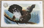 1908 J4 Church & Co Arm Hammer New Series Of Birds Capercalzee Card #26. Fixed Price $8.99.
