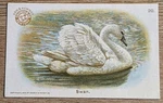 1908 J4 Church & Co Arm Hammer New Series Of Birds Swan Card #20. Fixed Price $8.99.