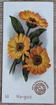 1895 Ah801 Church & Co Arm Hammer Beautiful Flowers Marigold Trade Card #58. Fixed Price $11.24.