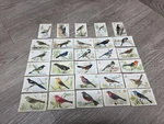 1922 Church & Dwight Co Arm Hammer Useful Birds Of America 3rd Series Complete. Fixed Price $50.00.