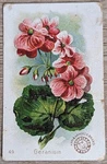 1895 Ah800 Church & Co Arm Hammer Beautiful Flowers Geranium Trade Card #49. Fixed Price $7.49.