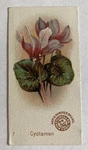 Beautiful Flowers Arm & Hammer Cyclaman No 7 Victorian Trade Card Church Co. Fixed Price $9.00.