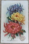 1895 Ah800 Church & Co Arm Hammer Beautiful Flowers Chrysanthemum Card #57. Fixed Price $7.49.