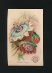 1889 J16 Church & Co Arm Hammer Beautiful Flowers -#27 Passion Flower. Fixed Price $6.99.