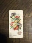 1889 J16 Church & Co Arm Hammer Beautiful Flowers -#3 Asters. Fixed Price $9.02.