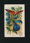 1889 J16 Church & Co Arm Hammer Beautiful Flowers -#17 Salvia. Fixed Price $6.99.